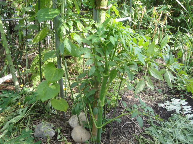 宮菜園 花 皇帝ダリア