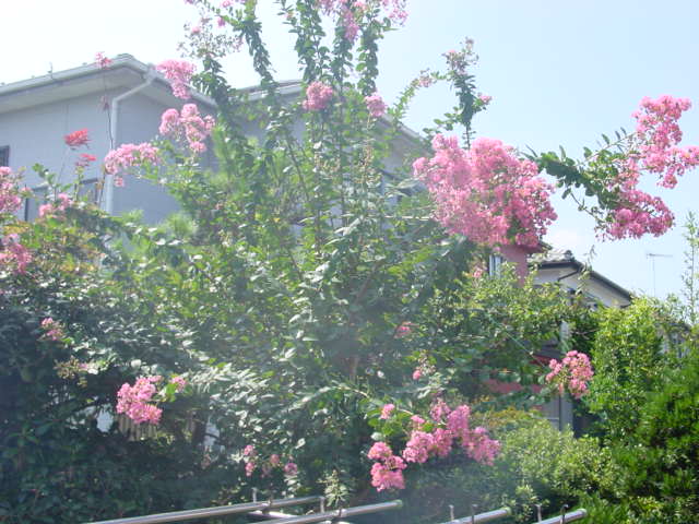 宮菜園 花 サルスベリ
