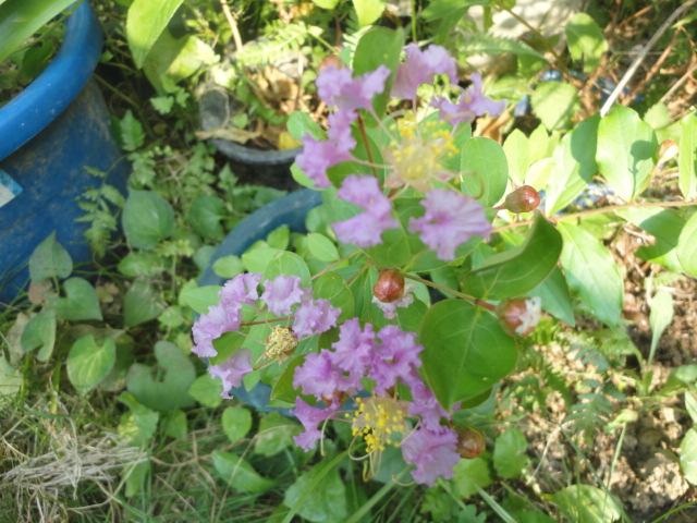 宮菜園 花 サルスベリ