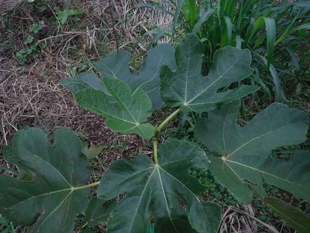 宮菜園-無花果-White Madeira＃1（