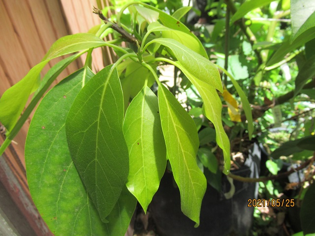 宮菜園 熱帯果樹－アボカド