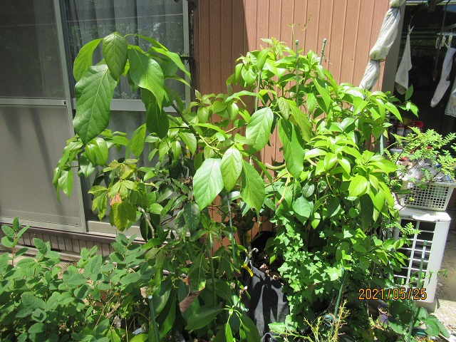 宮菜園 熱帯果樹－アボカド