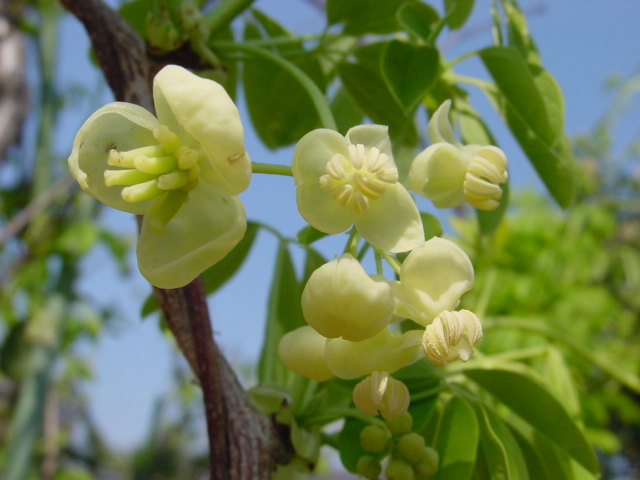 市場 木通 つる性 あけび 五ッ葉 Quinata 花物 Akebia アケビ 実物