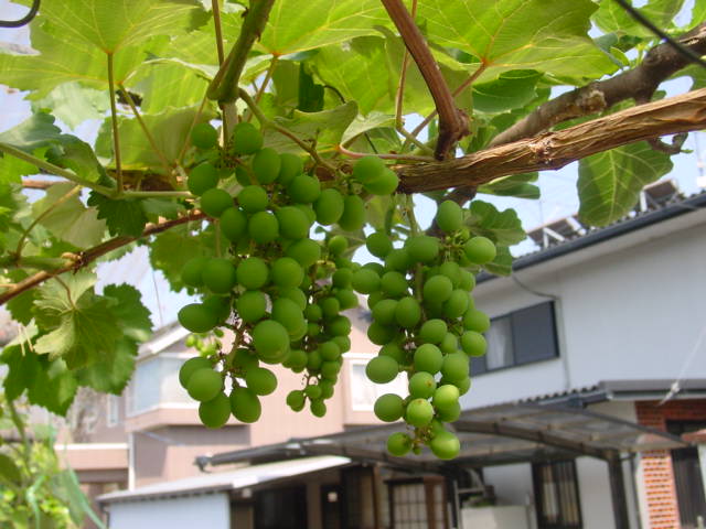 宮菜園 葡萄 ナイアガラ