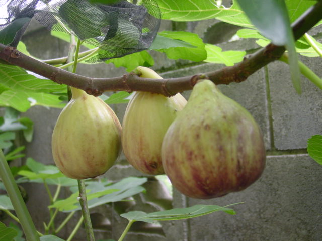 宮菜園 菜園観察記録