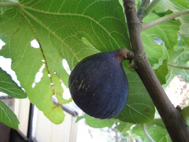 宮菜園 無花果