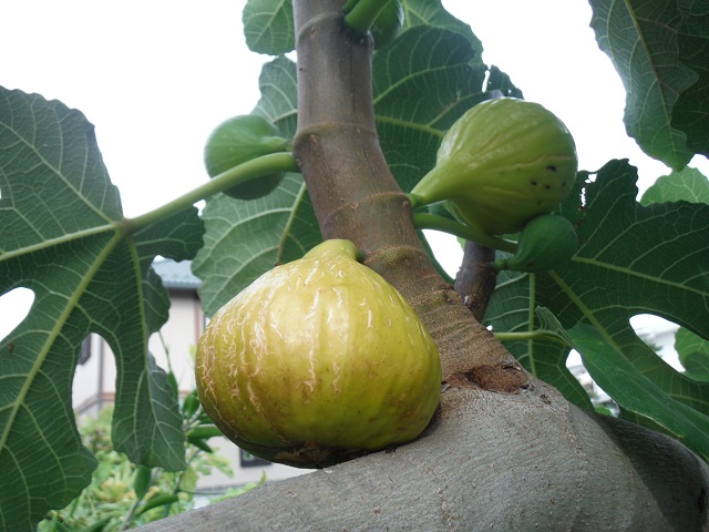 宮菜園 無花果