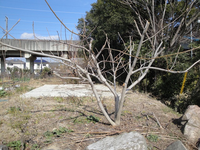 宮菜園 クルミ