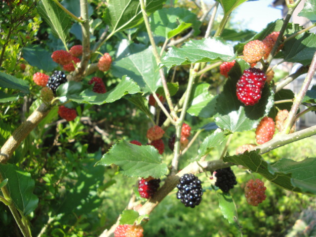 マルベリー(桑の実)の成木（挿木５年路地もの） - 植物/観葉植物