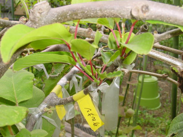 宮菜園 サルナシ