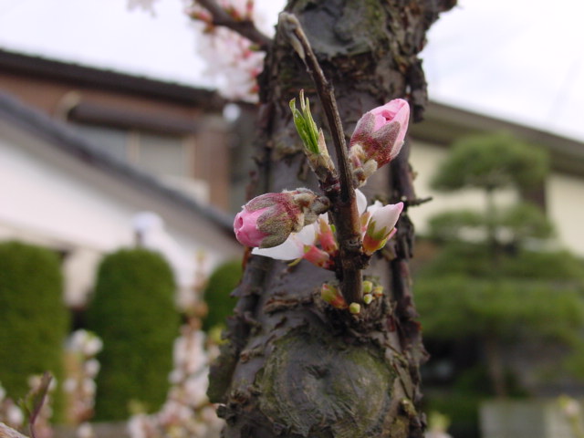 宮菜園 ユスラウメ