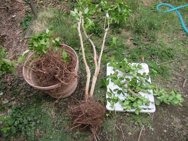 宮菜園-熱帯果樹－ピタンガ