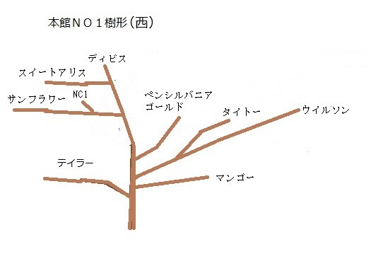 宮菜園 ポポー