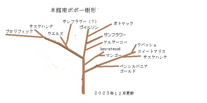 待望☆】 ポポっていう名前はどうかなあ マッキンリー Popo ラジオ 