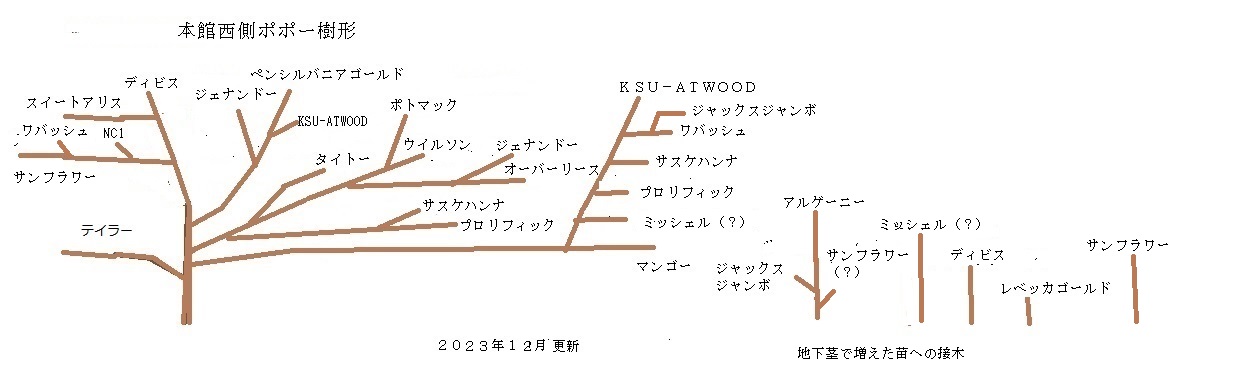 宮菜園 ポポー