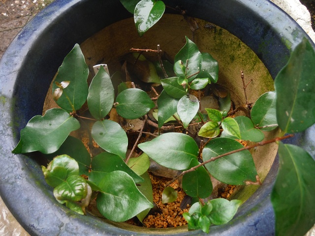 【専用】Sarga Orias 挿木苗 専用】Sarga Orias 挿木苗