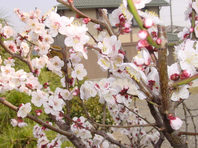 宮菜園 梅 宮大実梅