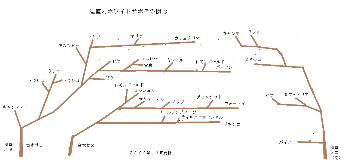 宮菜園-熱帯果樹－ホワイトサポテ