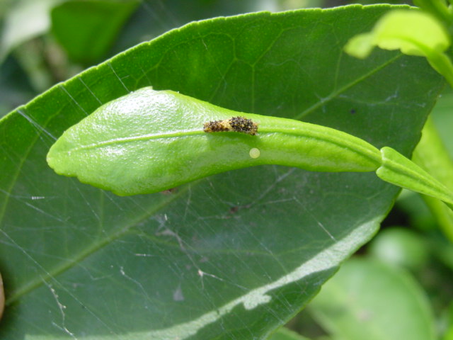 宮菜園 菜園害虫 毛虫