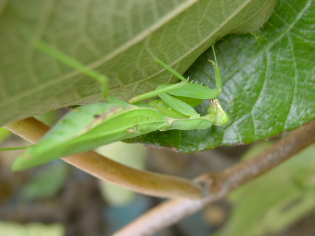 宮菜園 菜園小動物 カマキリ 宮菜園 菜園小動物 カマキリ