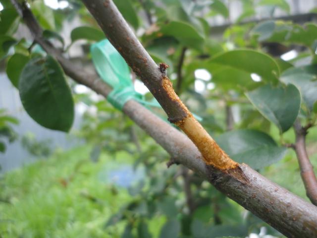 宮菜園 無花果害虫 カミキリムシ