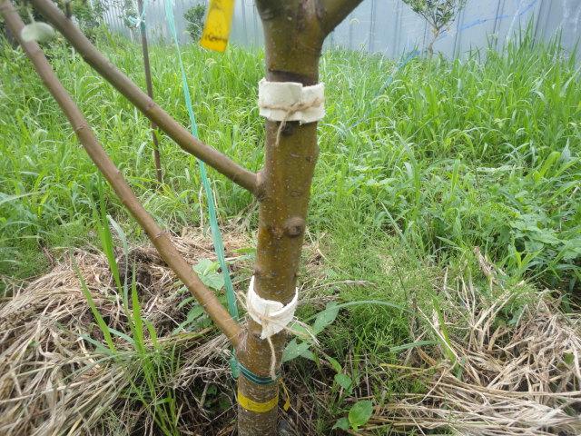 宮菜園 無花果害虫 カミキリムシ