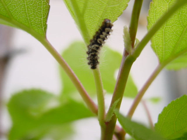 宮菜園 菜園害虫 毛虫