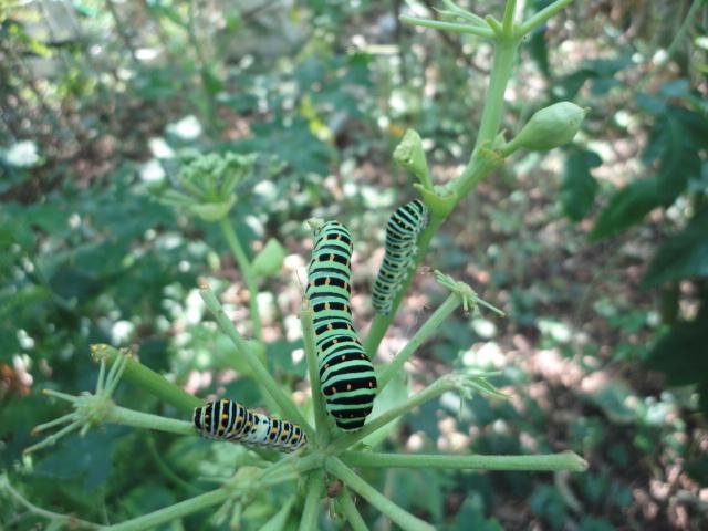 宮菜園 菜園害虫 毛虫