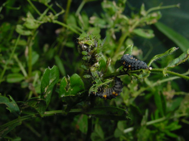 宮菜園 菜園観察記録